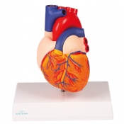 Erler-Zimmer 2-Part Life-Size Human Heart Model